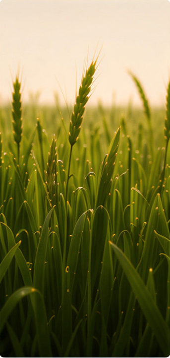 Growing wheat