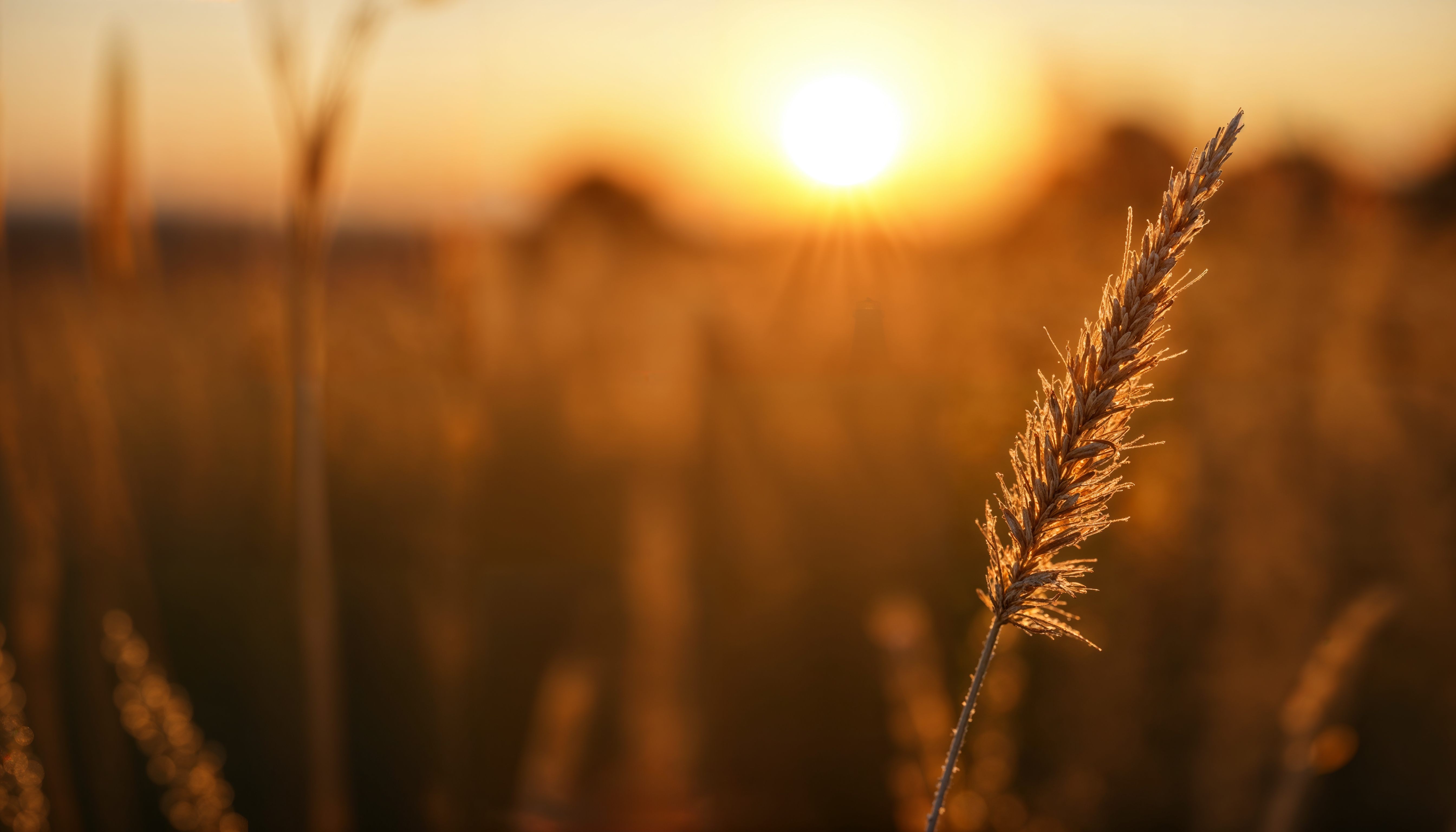 Golden wheat fields at Kesari farm