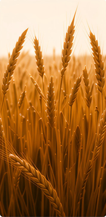 Harvesting wheat